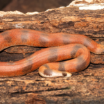 5 amazing red snakes found in India
