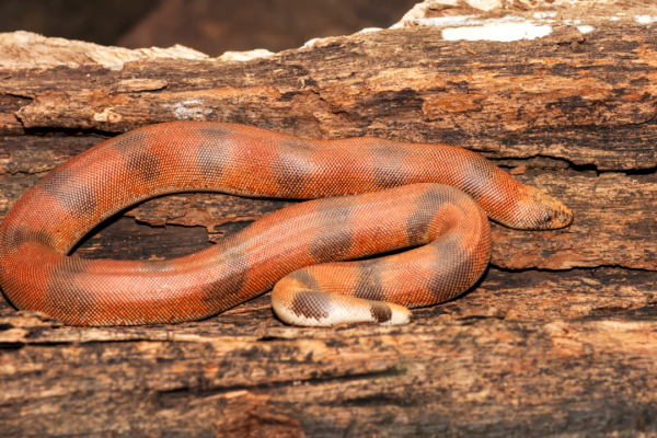 5 amazing red snakes found in India