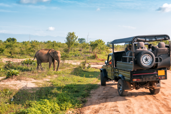 10 underrated wildlife destinations in Asia that are less crowded than popular safari parks