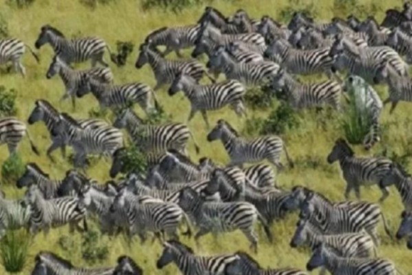 This viral Zebra puzzle has left thousands confused, can you find the hidden Tiger in just 10 seconds?