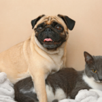 4 dog breeds that might get along well with cats