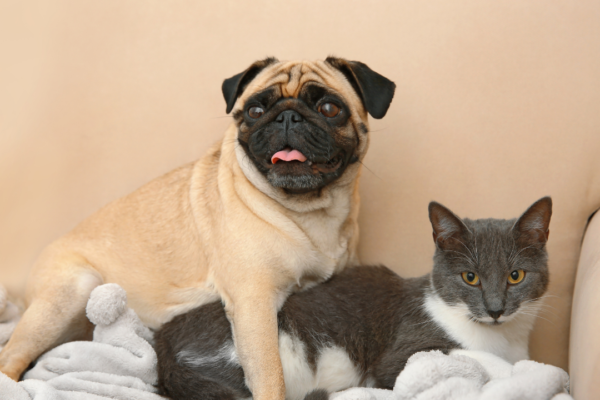 4 dog breeds that might get along well with cats