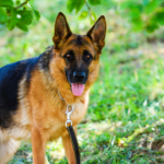 4 dog breeds that might 'fight' or confront snakes