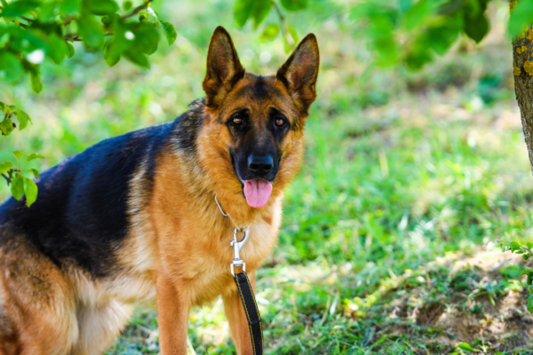 4 dog breeds that might 'fight' or confront snakes