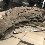 Beyond the bone: The rare 'dinosaur mummy' uncovered in Alberta
