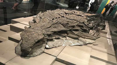 Beyond the bone: The rare 'dinosaur mummy' uncovered in Alberta