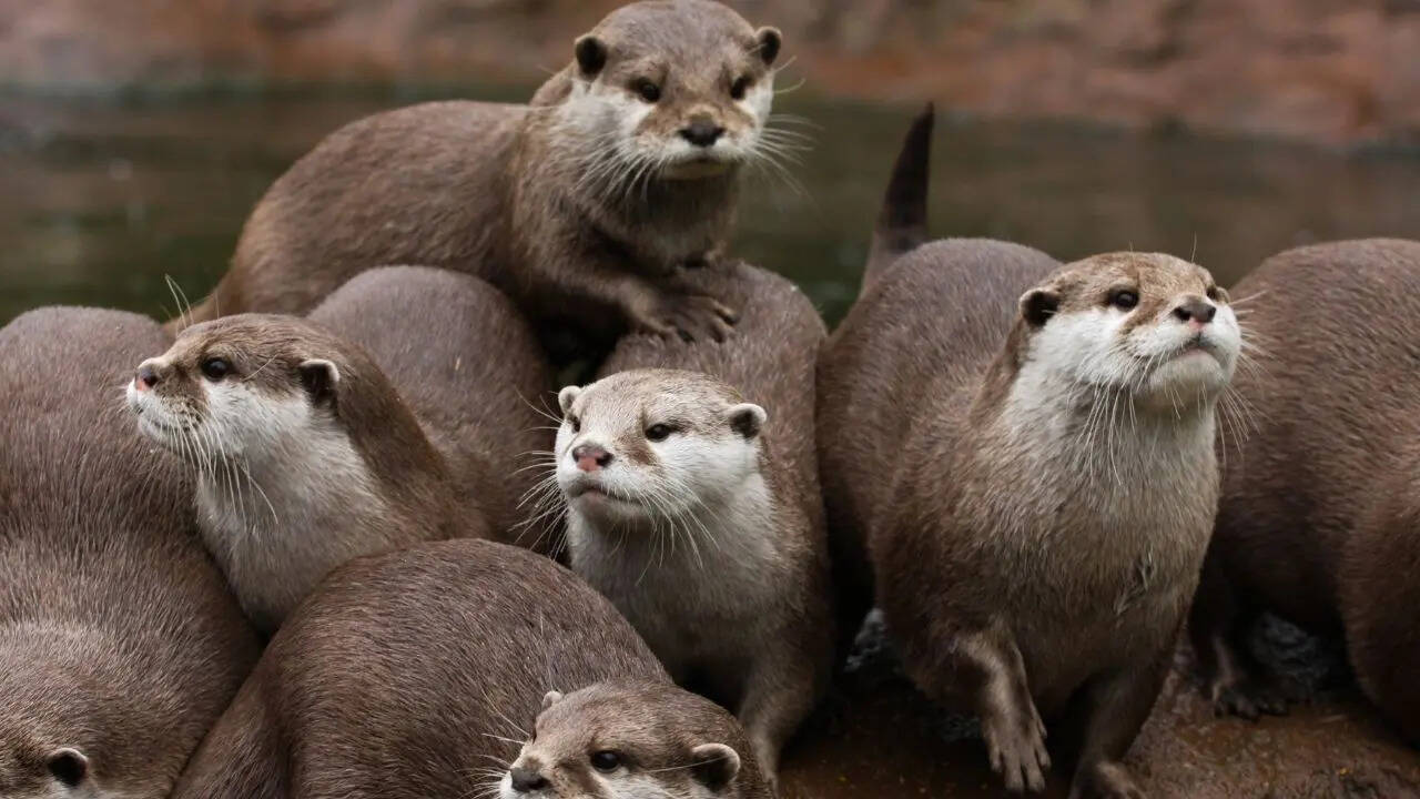 otter