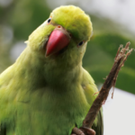 Parakeets flying near your home: Science reveals it’s a good sign of change in the local environment