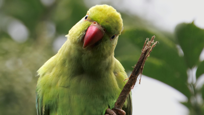Parakeets flying near your home: Science reveals it’s a good sign of change in the local environment