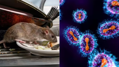 Explainer: Can hantavirus outbreak become Covid 2.0?