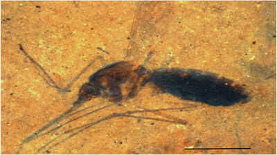 Biological gold: The 46-million-year-old mosquito caught red-handed with a belly full of blood