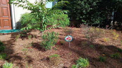 The 'one of everything' mistake that makes your pollinator garden look messy |