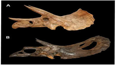 In 2017, Colorado construction workers accidentally dug up a very rare dinosaur fossil