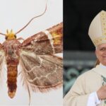 Pyralis papaleonei: Why scientists named this newly discovered moth after Pope Leo XIV