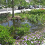 The secret to a rain garden that looks like a designer bed, not a swamp |