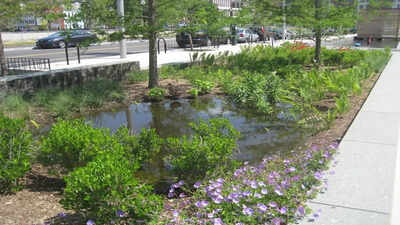 The secret to a rain garden that looks like a designer bed, not a swamp |