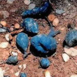 Rare ‘Earth Mango’ found in Kerala: The hidden fungus locals call Nilamanga has returned again