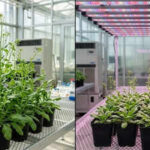 Scientists discover light can slow plant growth; here’s how it works
