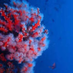 Scientists reveal over 1,100 newly recorded species from Coral Sea waters