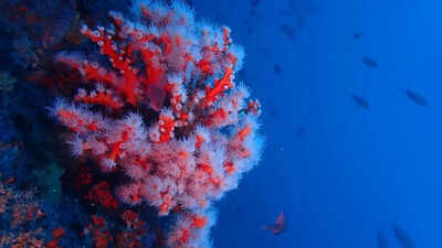 Scientists reveal over 1,100 newly recorded species from Coral Sea waters