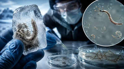 Scientists revive a 24,000-year-old ‘zombie worm’ from Siberian ice and it starts reproducing