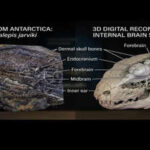 This 380-million-year-old Antarctic fossil fish may explain how life first crawled onto land