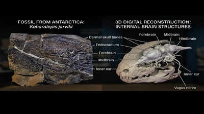 This 380-million-year-old Antarctic fossil fish may explain how life first crawled onto land