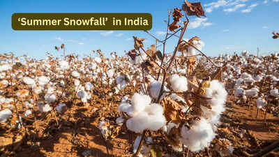 This Indian state witnesses ‘Summer Snowfall’ without a single snowflake; here’s why travellers are obsessed