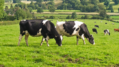 The cow compass: How cows secretly use Earth’s magnetic field while grazing