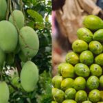 The curious story behind the Langra Aam: Why is this famous mango called ‘langra’