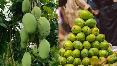 The curious story behind the Langra Aam: Why is this famous mango called ‘langra’