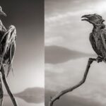 The dead lake: This Tanzanian lake can turn dead animals into stone-like statues