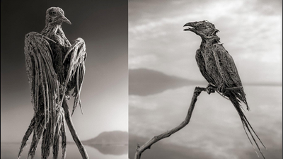 The dead lake: This Tanzanian lake can turn dead animals into stone-like statues