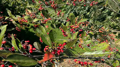 The front yard shrub trick that makes landscaping look good even after summer flowers fade |