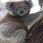 Researchers discover a lost Koala species after reexamining a 100-year-old fossil