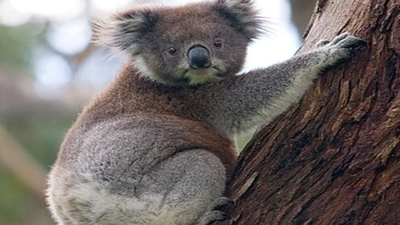 Researchers discover a lost Koala species after reexamining a 100-year-old fossil
