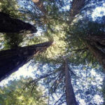 Why the world’s tallest tree is hidden from tourists