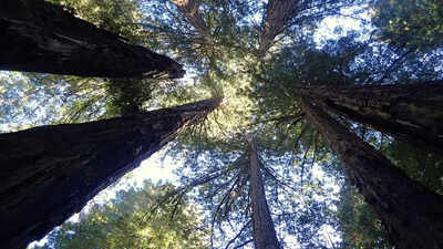 Why the world’s tallest tree is hidden from tourists