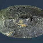 This ancient bullet carried a secret 2,100-year-old Greek word that shocked experts worldwide revealing ‘sarcastic’ war message