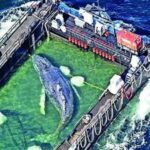 'Timmy' the stranded whale rescued, returned to North Sea