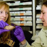 What looked like ordinary rubble on a university campus turned out to be a 6,700-year-old Native American artefact