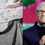 Why a Bill Gates-backed insect factory releases 30 million mosquitoes every week