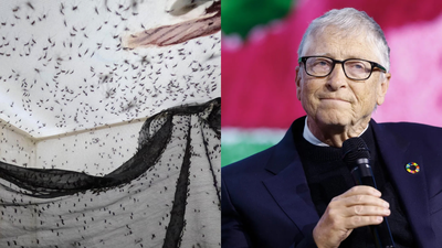 Why a Bill Gates-backed insect factory releases 30 million mosquitoes every week