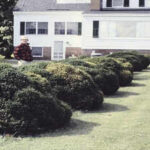 These 5 evergreen shrubs make front entry beds look expensive all year