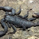 Not just venom, the surprising metals inside scorpions' structure make their sting stronger