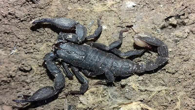 Not just venom, the surprising metals inside scorpions' structure make their sting stronger