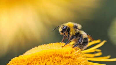 World Bee Day campaign encourages public to protect declining UK pollinators