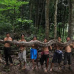 World’s longest wild snake in Indonesia: The 23-foot ‘Baroness’ that stunned scientists and raised conservation concerns
