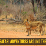 From Tigers to Jaguars: 10 iconic safari adventures around the world