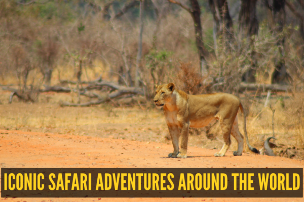 From Tigers to Jaguars: 10 iconic safari adventures around the world